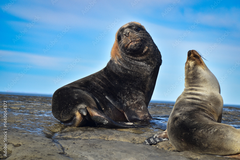 Obraz premium Sea lions, Chubut, Argentina.