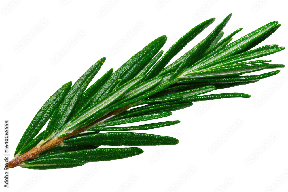 Fototapeta premium Close-up of a fresh rosemary sprig