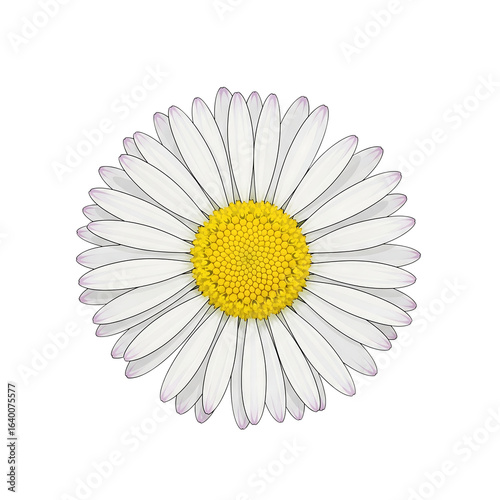 Detailed illustration of a white daisy with a yellow center and purple tipped petals isolated on a transparent background