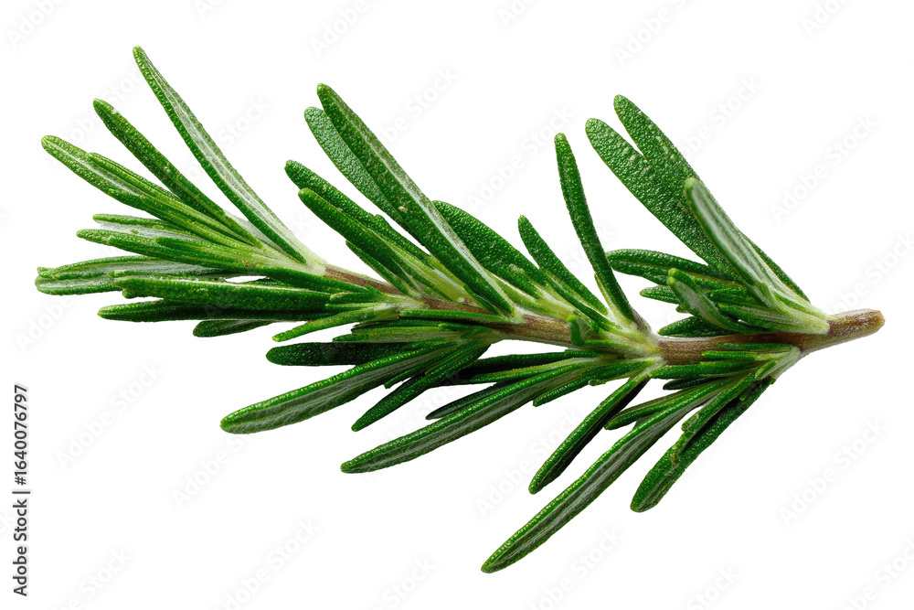 Fototapeta premium Close-up of a sprig of rosemary