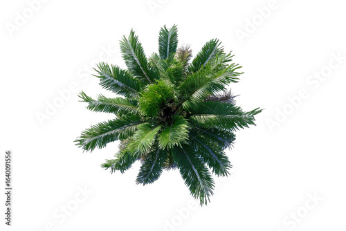Overhead view of a palm tree crown.  Dense green fronds radiate outward from a central point