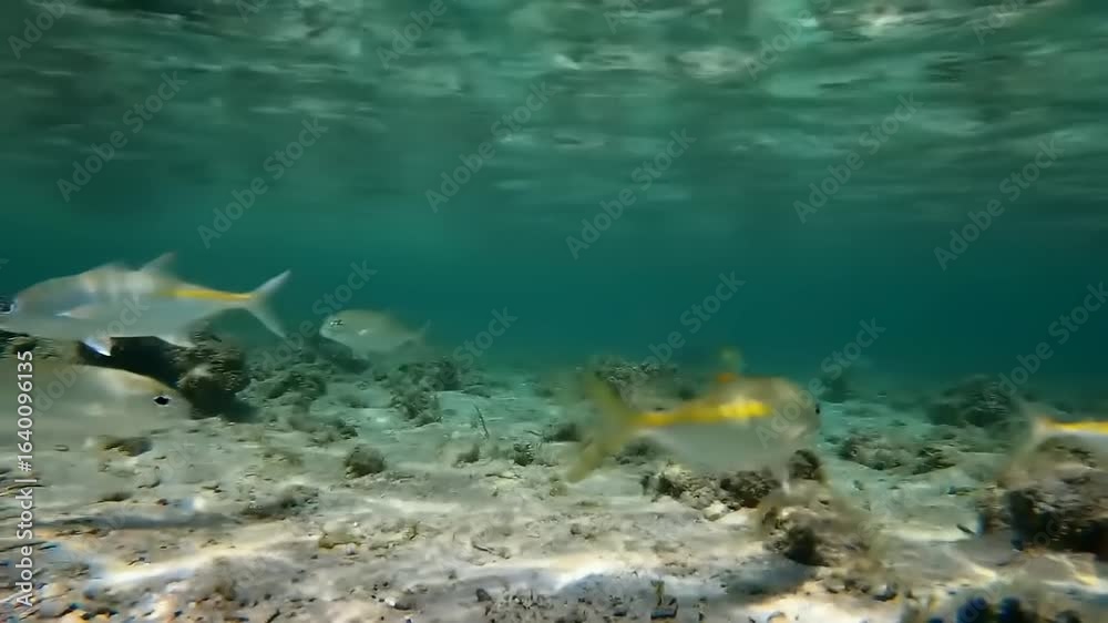 Underwater scene featuring schools of fish swimming gracefully over a sandy ocean floor Underwater scene featuring schools of fish swimming gracefully over a sandy ocean floor