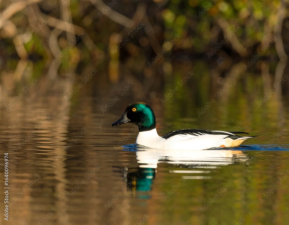 Fototapeta premium A duck glides across a still pond