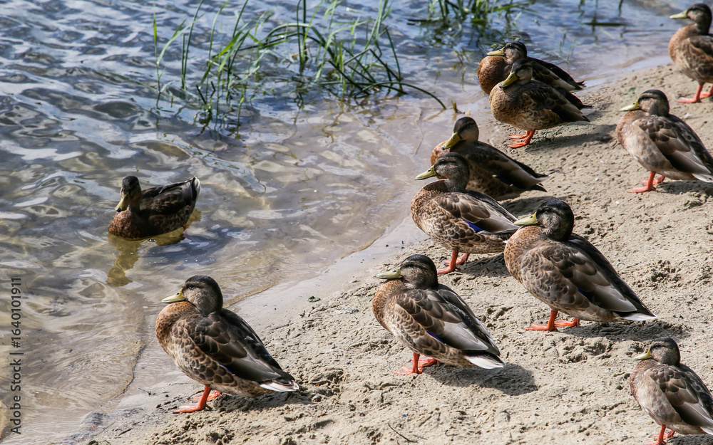 Fototapeta premium Wild ducks on the shore near the water