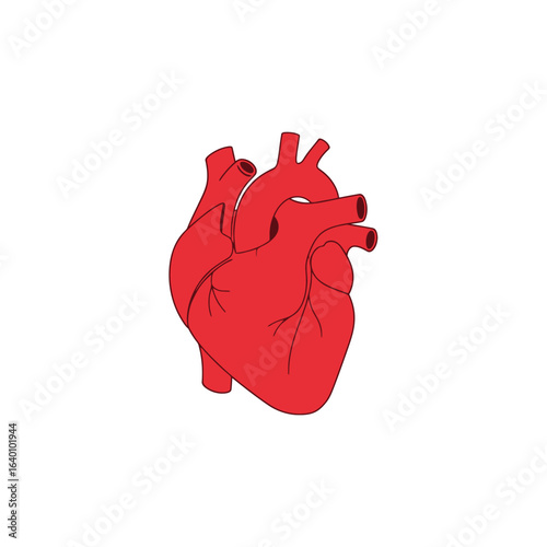 Anatomical illustration of a human heart, depicted in red, isolated on a white background.