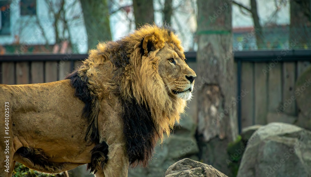Naklejka premium Lion profile in zoo setting