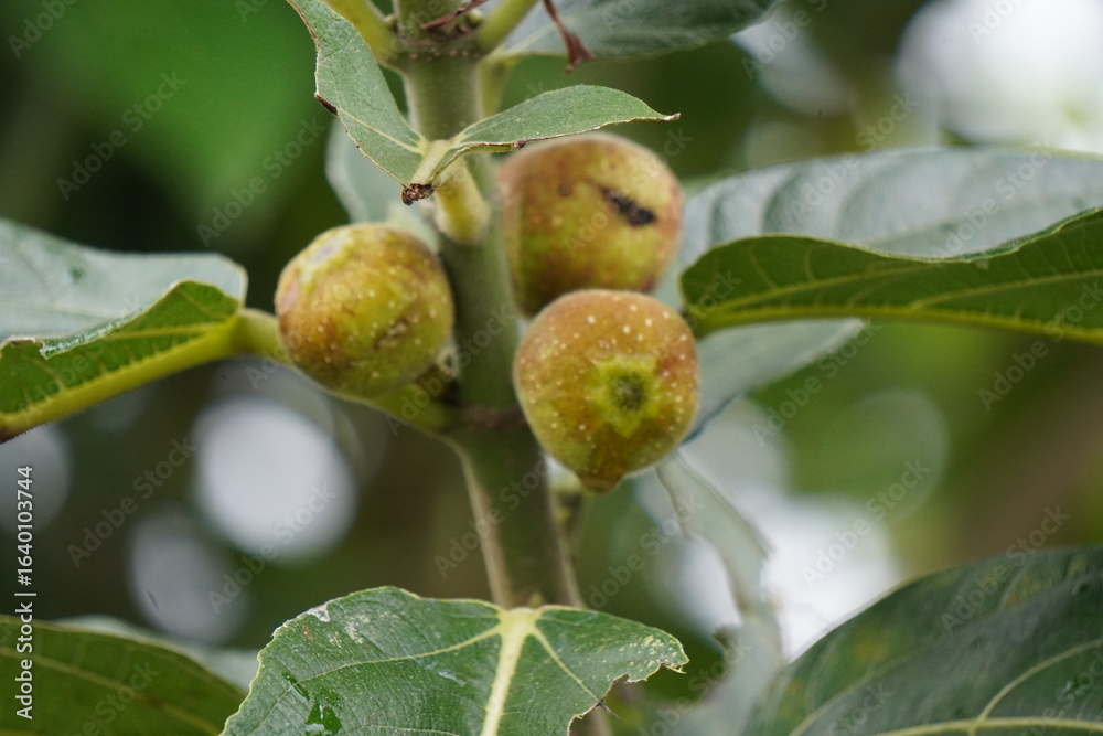 Fototapeta premium the fruit of a fig tree in closeup