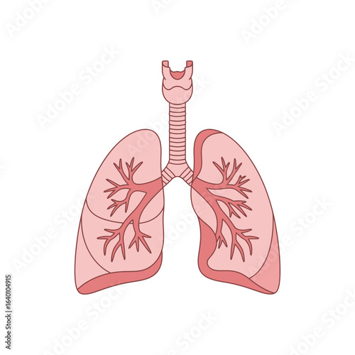 Simple anatomical diagram of the human respiratory system showing the lungs, trachea, and bronchial tree.