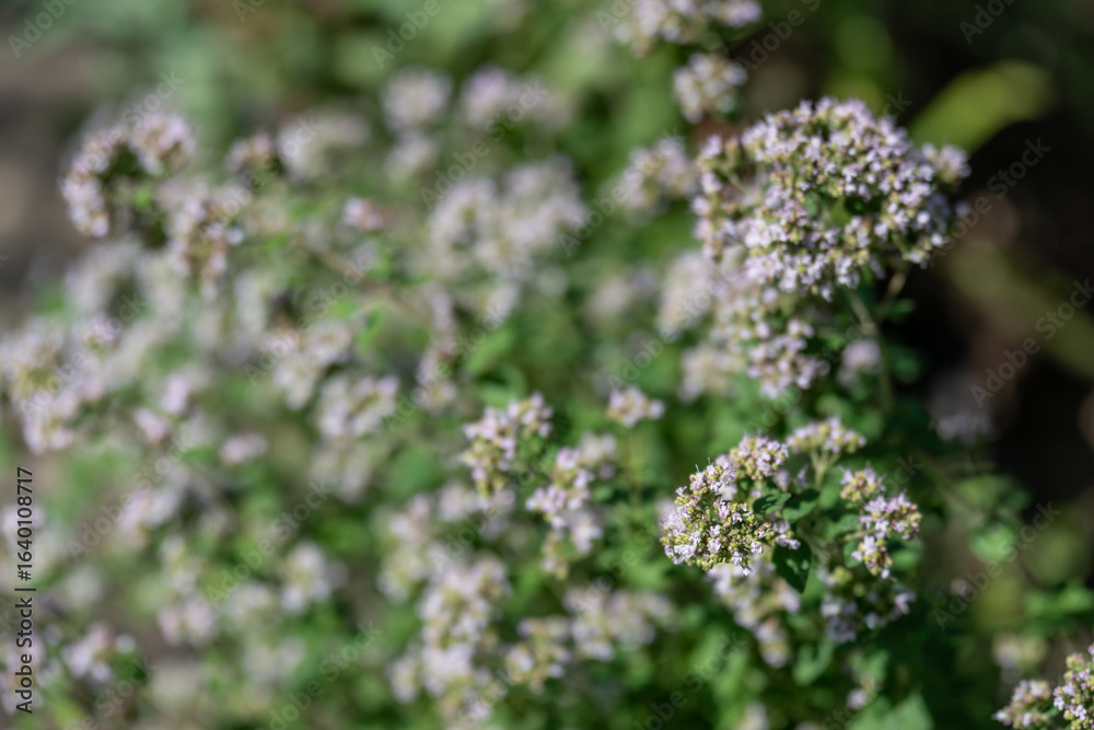 Obraz premium Small flowers of common oregano (Origanum vulgare) outdoors. 