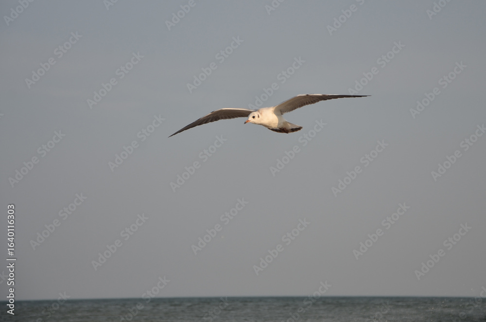 Obraz premium One wild seagull soar over the sea .Wild birds ,seagull, flight, seabirds ,fauna, wildlife protection. 