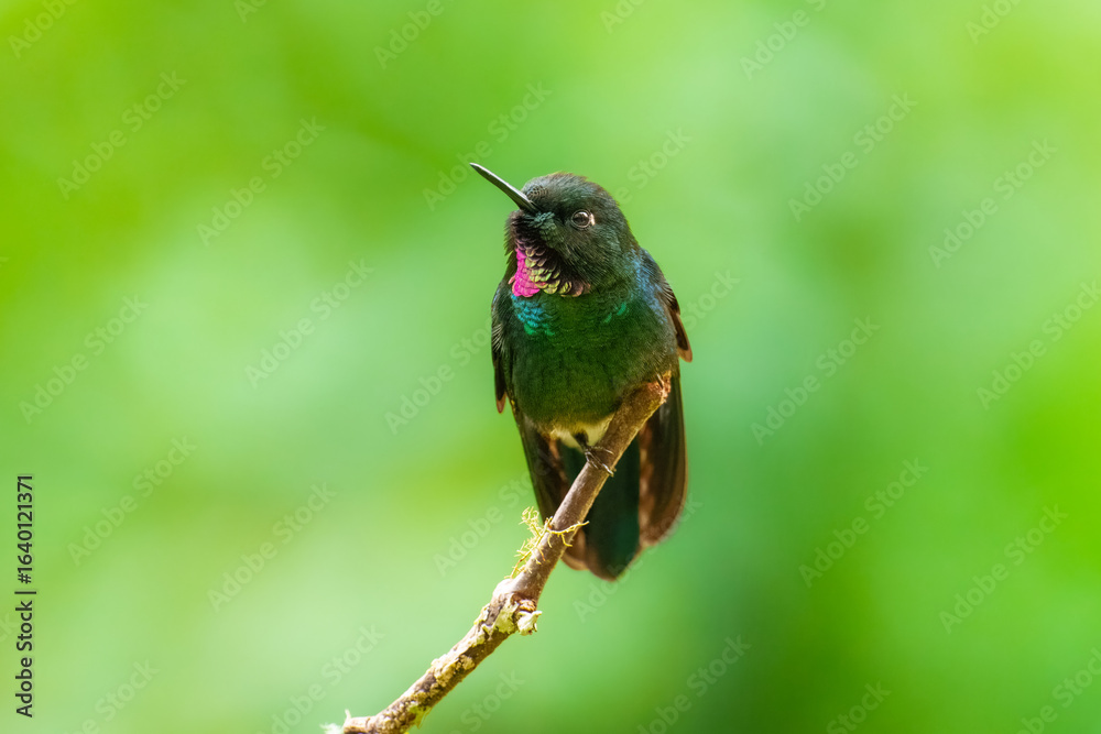 Naklejka premium Buff-tailed coronet Dark hummingbird with fairly short straight bill. Male has bright purple throat patch and blue-green forecrown. Female has white throat.