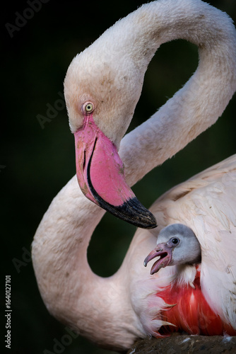 baby pink flamingo in nature park