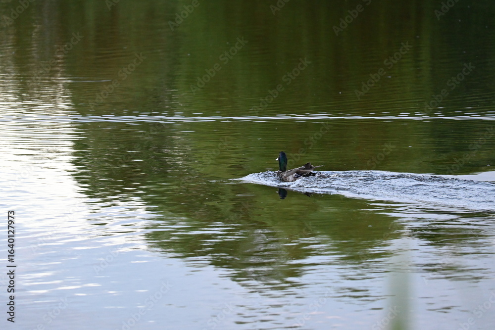 Fototapeta premium Ducks swimming on a pond in sunset