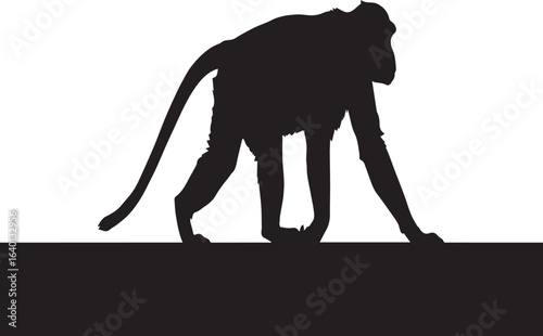 Silhouette of monkey walking on flat surface, black and white vector illustration of primate in side view
