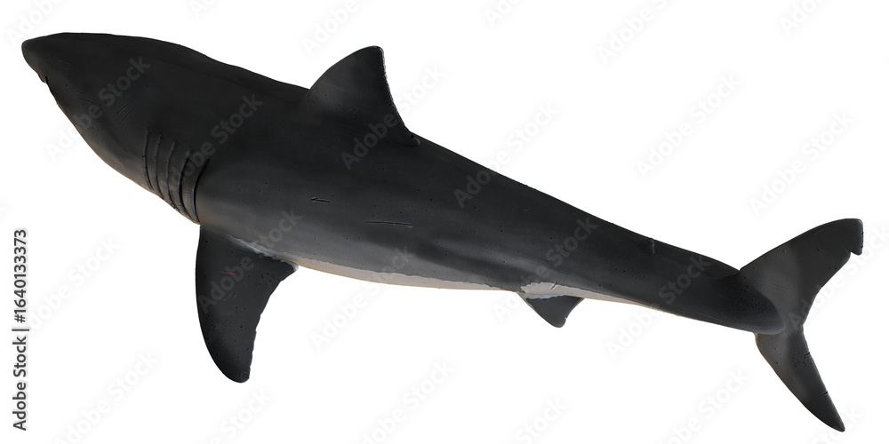 Fototapeta premium Realistic black and white shark model display.