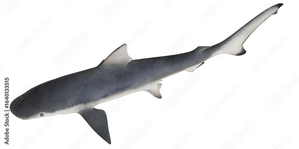 Fototapeta premium Gray reef shark swimming gracefully isolated.