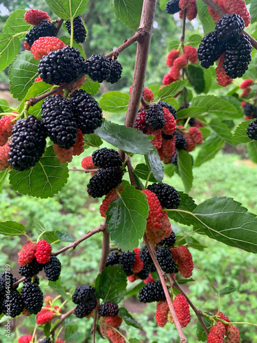 Red and black mulberry berries on a tree