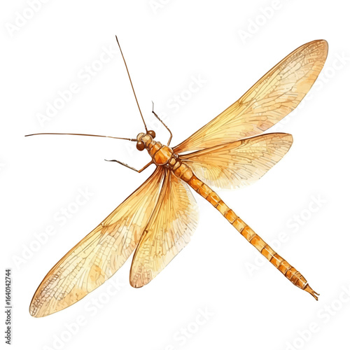 Mayfly, watercolor drawing vector, isolated on a white background.