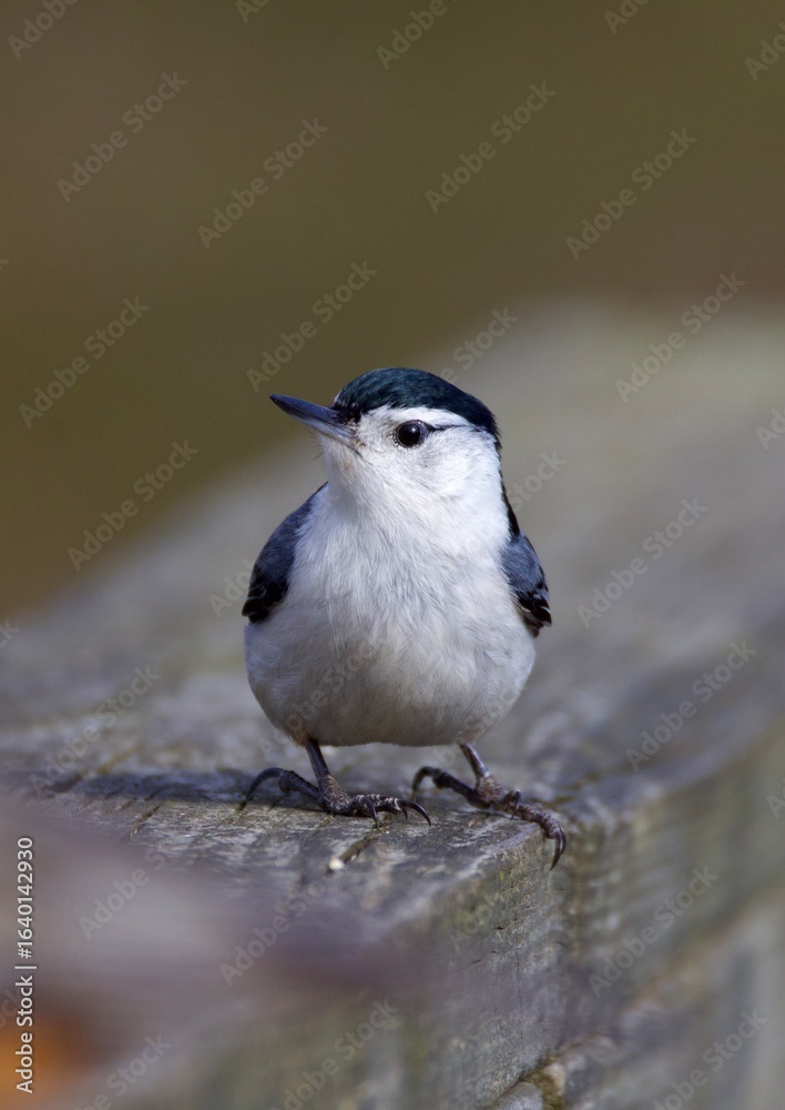 Naklejka premium white-breasted nuthatch on railing