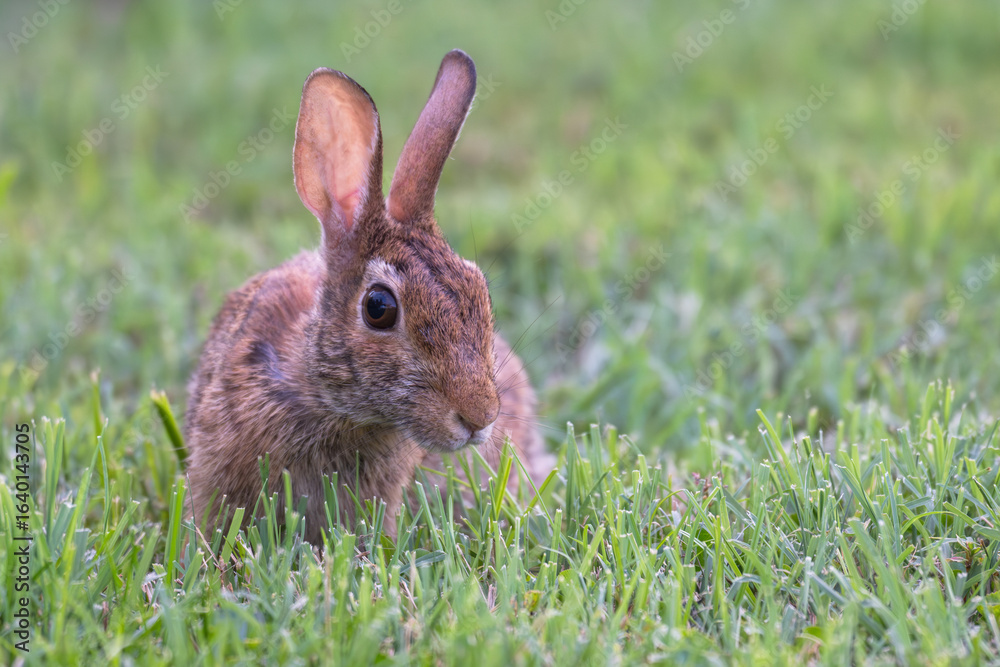 Fototapeta premium Portrait of a young rabbit.