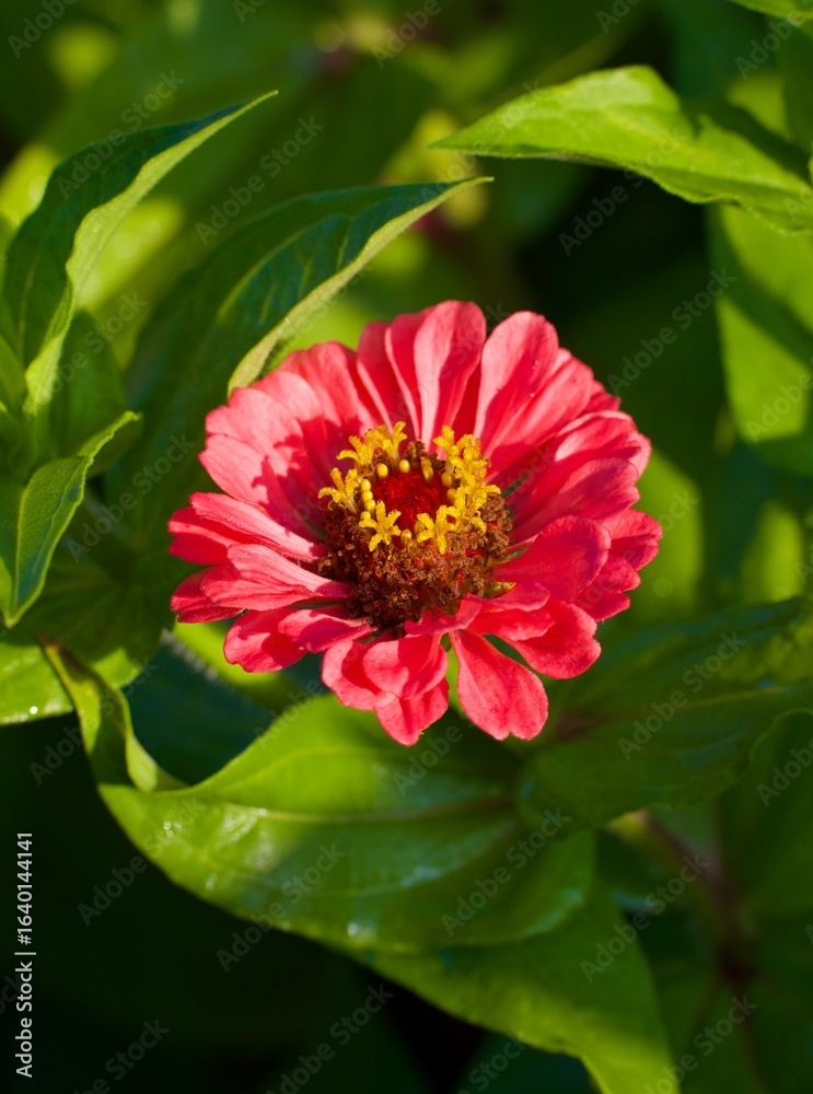 Fototapeta premium pink zinnia flower