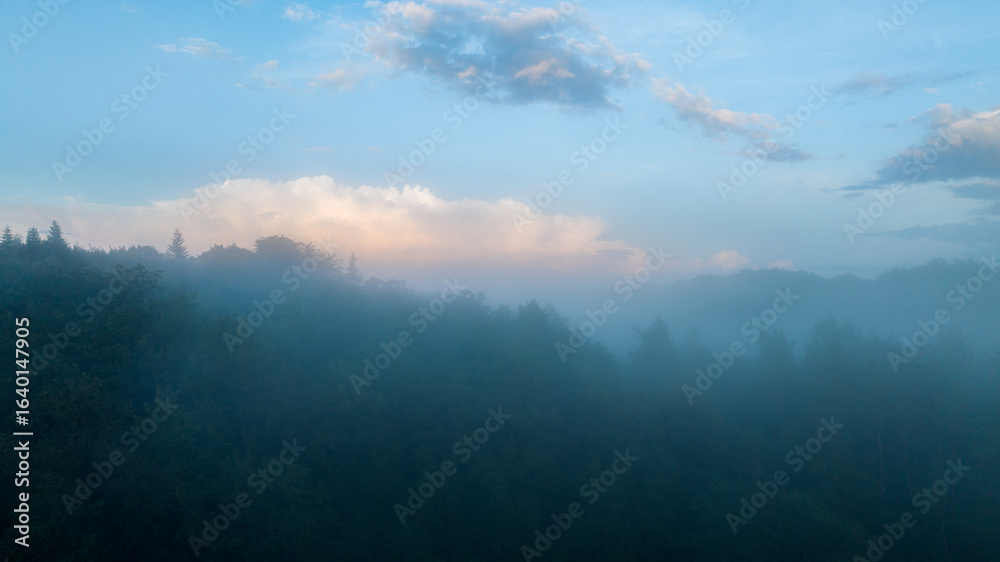 Fototapeta premium fog in the forest