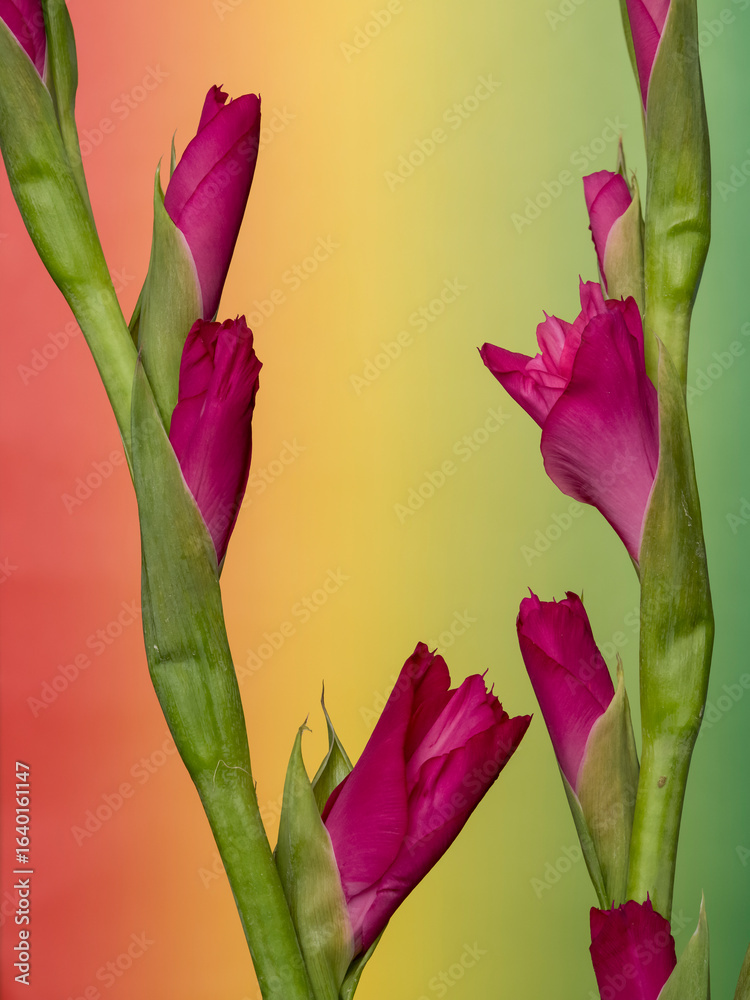Fototapeta premium gladiolus, spectacular developing flower buds on a delicate gradient colored background, close-up view