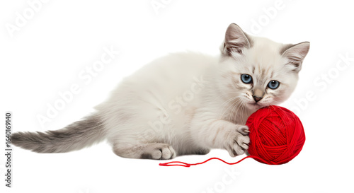 Kitten Playing with Red Yarn Ball: A Charming Pet Photograph