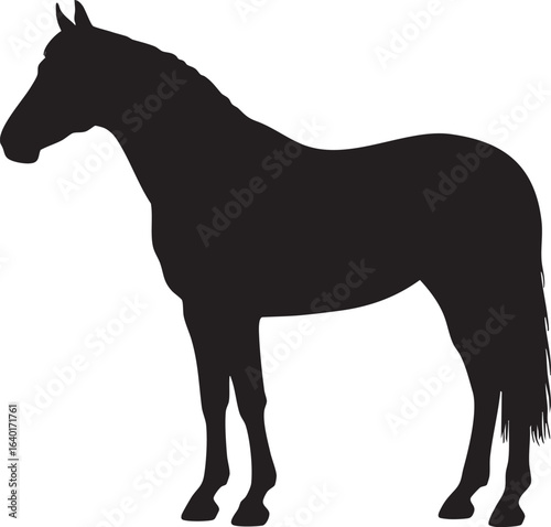 Majestic horse standing still silhouette