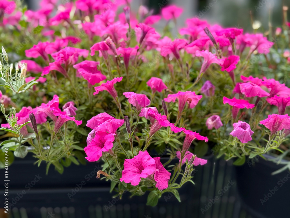 Blooming Vibrant Pink Calibrachoa Bell Flowers in Decorative Flower Pot close up Blooming Vibrant Pink Calibrachoa Bell Flowers in Decorative Flower Pot close up