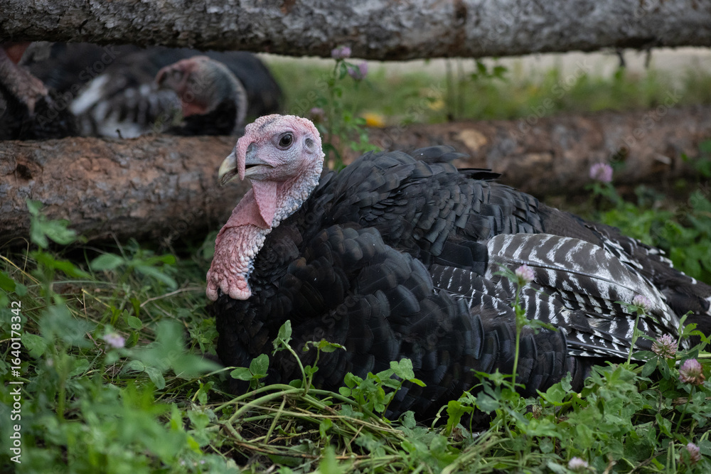 Fototapeta premium Resting Wild Turkey in Grass