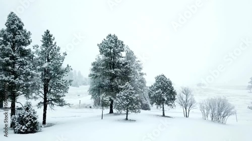 Wallpaper Mural Snow covered trees in a winter landscape on a cold and snowy day Torontodigital.ca