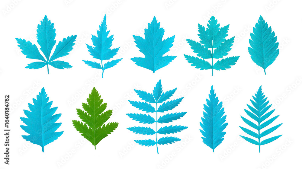 Obraz premium Collection of various leaves in shades of blue and green, showcasing unique shapes and textures, perfect for nature themed designs or educational purposes