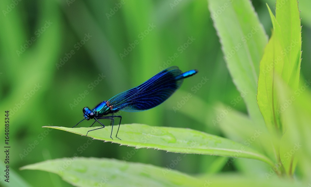 Vibrant blue dragonfly on a leaf. Vibrant blue dragonfly on a leaf.