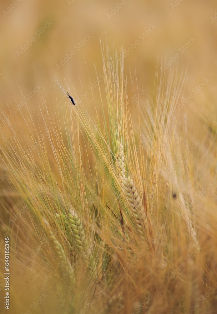 Fototapeta premium Close-up of Wheat Field with Insect