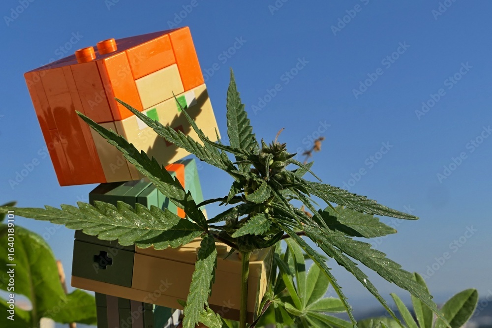 Fototapeta premium LEGO Minecraft figure of main female character Alex hiding behind young female hemp plant, latin name Cannabis Sativa. Sunlit by summer daylight sunshine, blue skies in background.