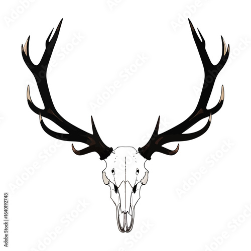 Stylized illustration of a deer skull with large, symmetrical black antlers and beige-tipped tines, viewed from the front.