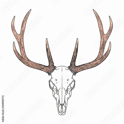 Symmetrical line art illustration of a deer skull with large, textured light brown antlers.