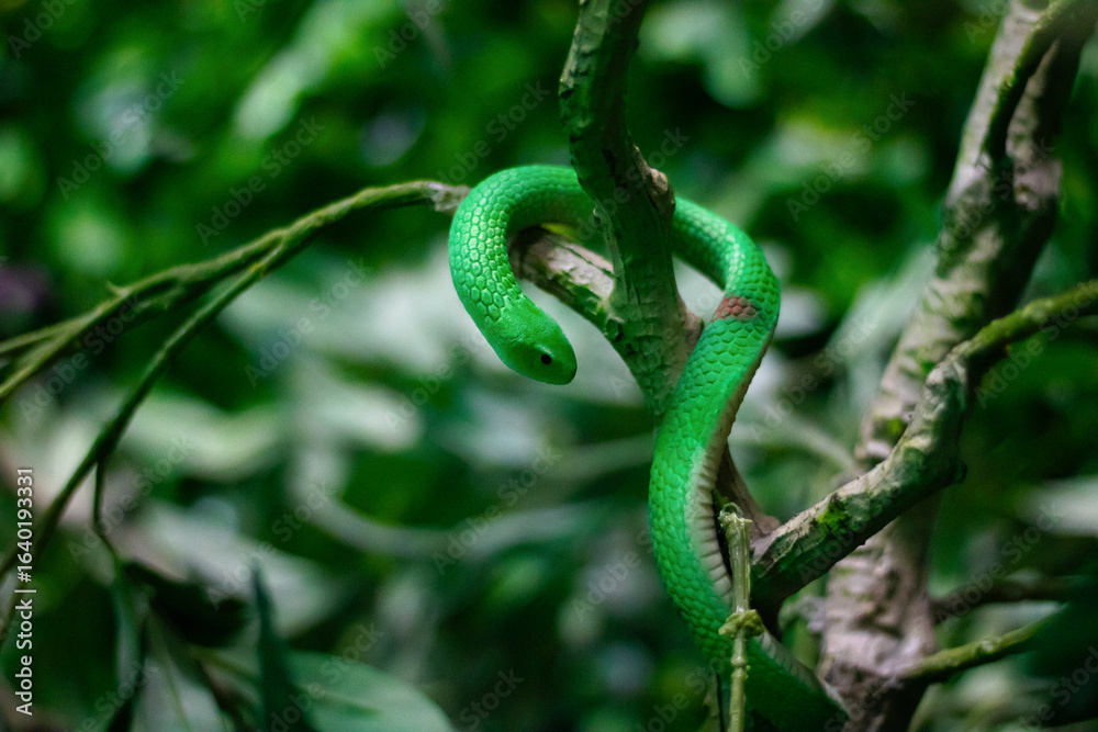 Obraz premium Green Snake Coiled on Tree Branch in Lush Forest