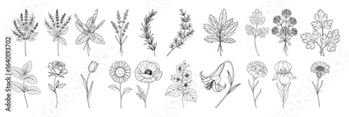 botanical flowers and herbs collection line art sketch vector black illustration shape for laser cutting and engraving