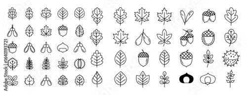 autumn leaves and seeds icon set fall foliage vector