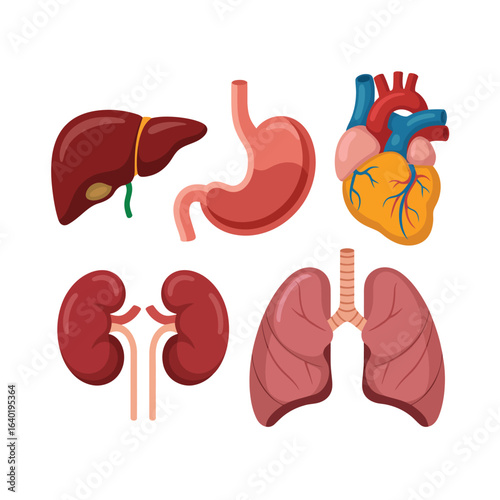 Illustration of human organs including heart lungs liver and kidneys