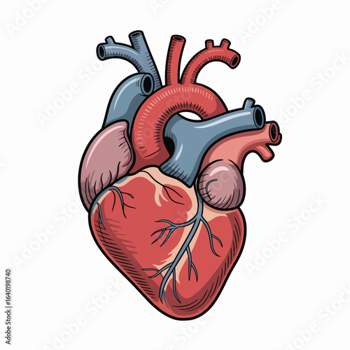 Stylized illustration of a human heart with major blood vessels