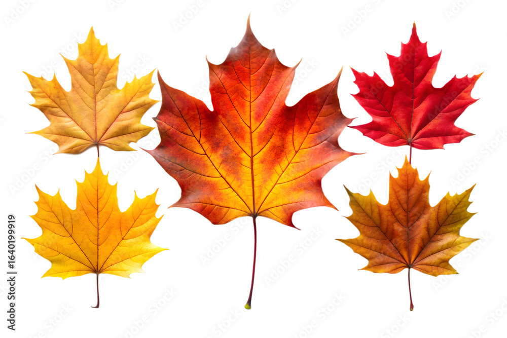 Fototapeta premium Five vibrant maple leaves in various shades of red, orange, and yellow, isolated on a transparent background, representing the beauty of autumn