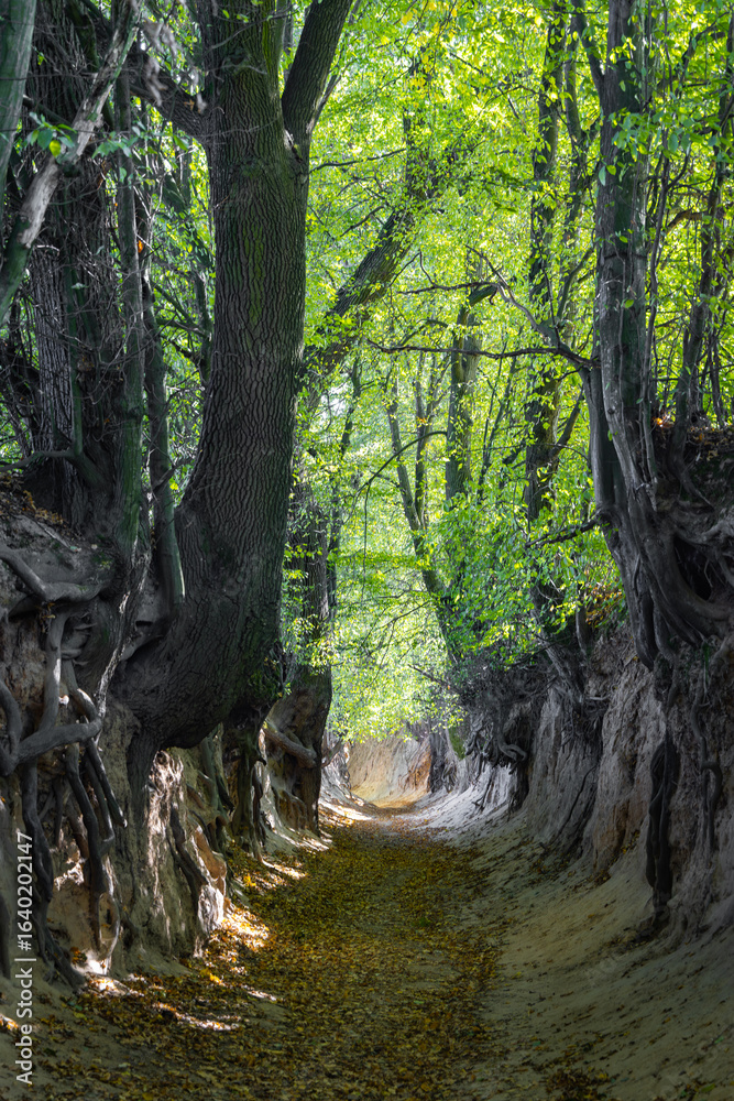 Obraz premium A scenic view of the historic loess gorge in Kazimierz Dolny, Poland, with exposed tree roots clinging to steep earthen walls. Sunlight filters through the lush green canopy, casting dappled shadows 