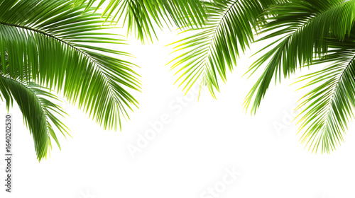 Palm tree leaves on a transparent background.
