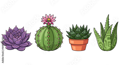 Illustration of a Diverse Collection of Succulents on a White Background