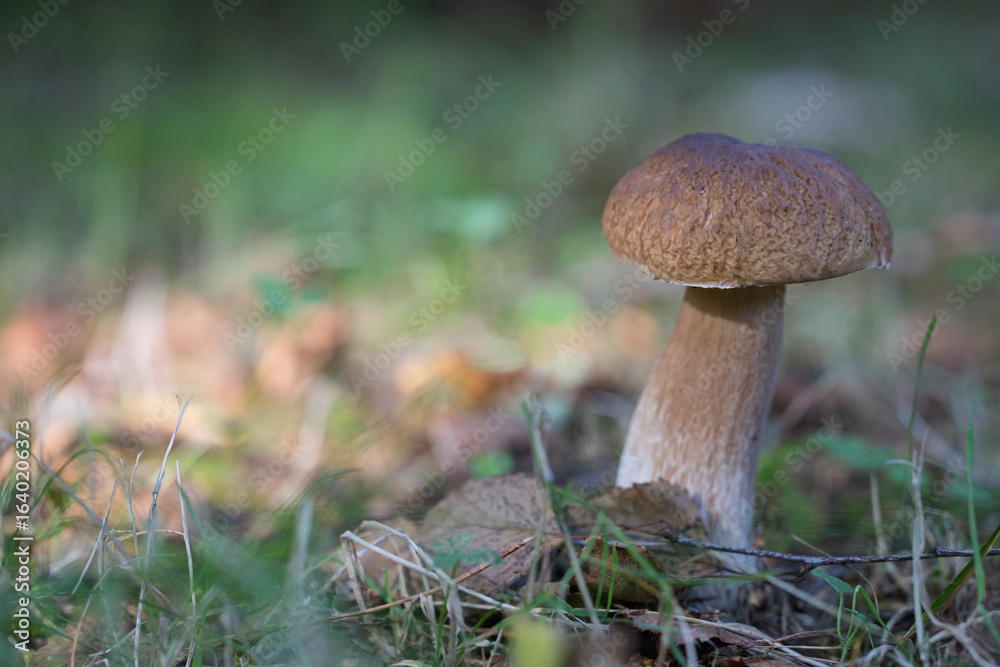 Fototapeta premium Fresh bolete mushroom growing in forest