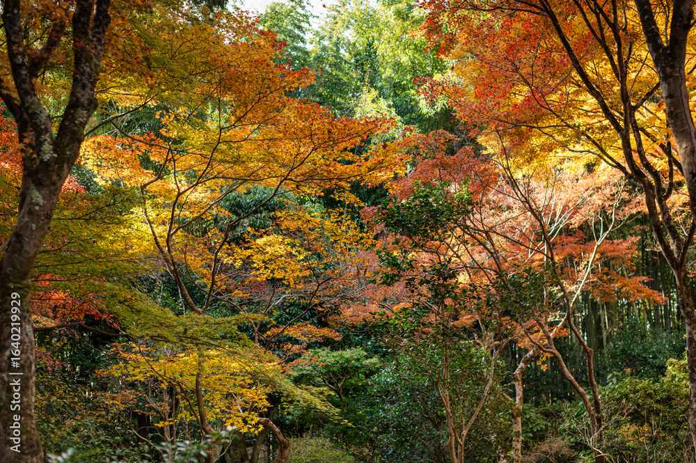 Fototapeta premium Japanese forest with the colors of autumn.