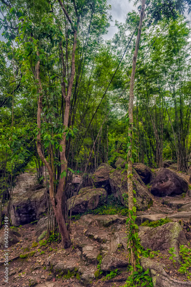 Fototapeta premium A tropical forest with dense bamboo thickets and tall trees growing among large stone boulders. 